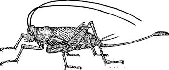 a cricket